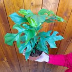 Monstera Minima (Rhaphidophora tetrasperma) - výška 20-25 cm, kont. C1L